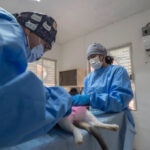 Esterilizan a diario hasta 15 perros y gatos